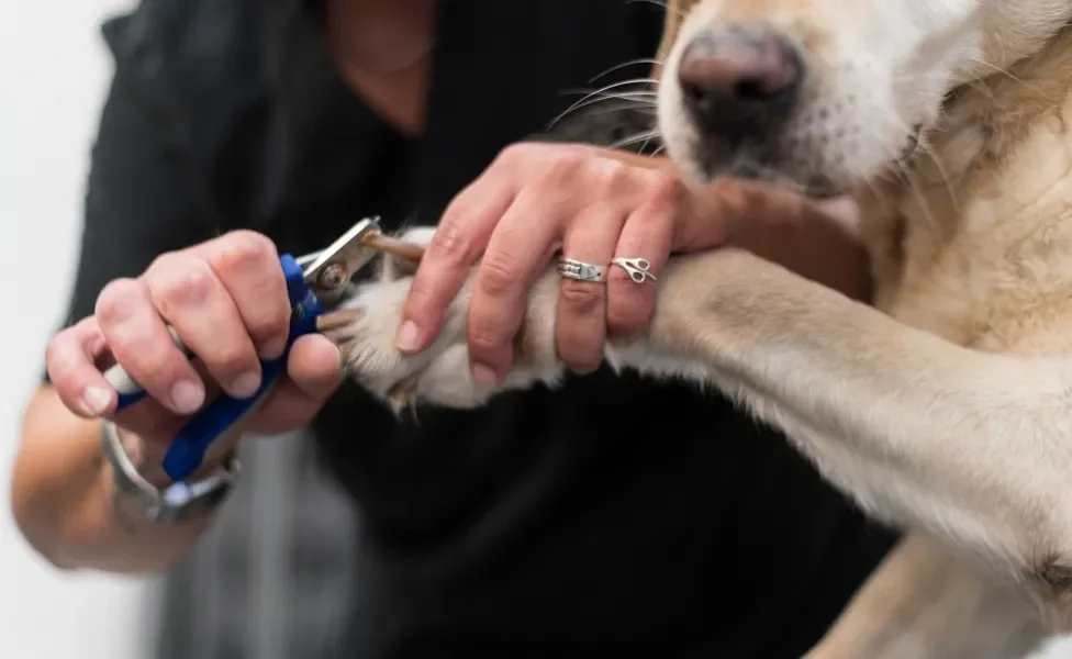 Pessoa cortando unha de cão amarelo, peludo e grande com cortador especial