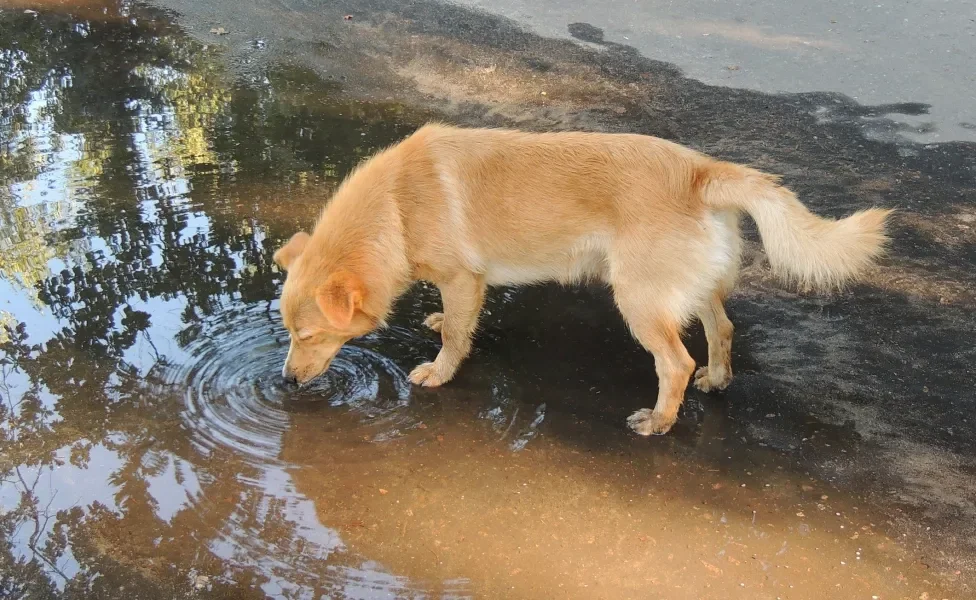 Cão amarelo bebendo água em poça na rua