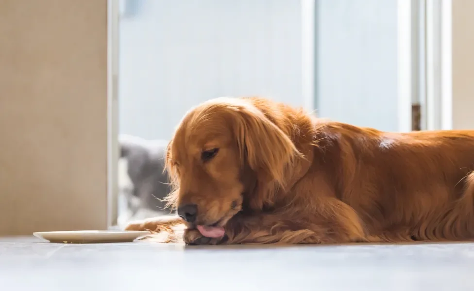 Cachorro marrom peludo lambendo a própria pata