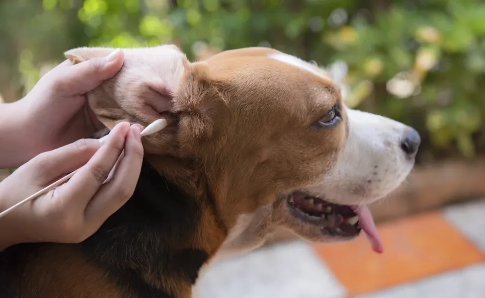 Tutora limpando orelha de cão Beagle com cotonete