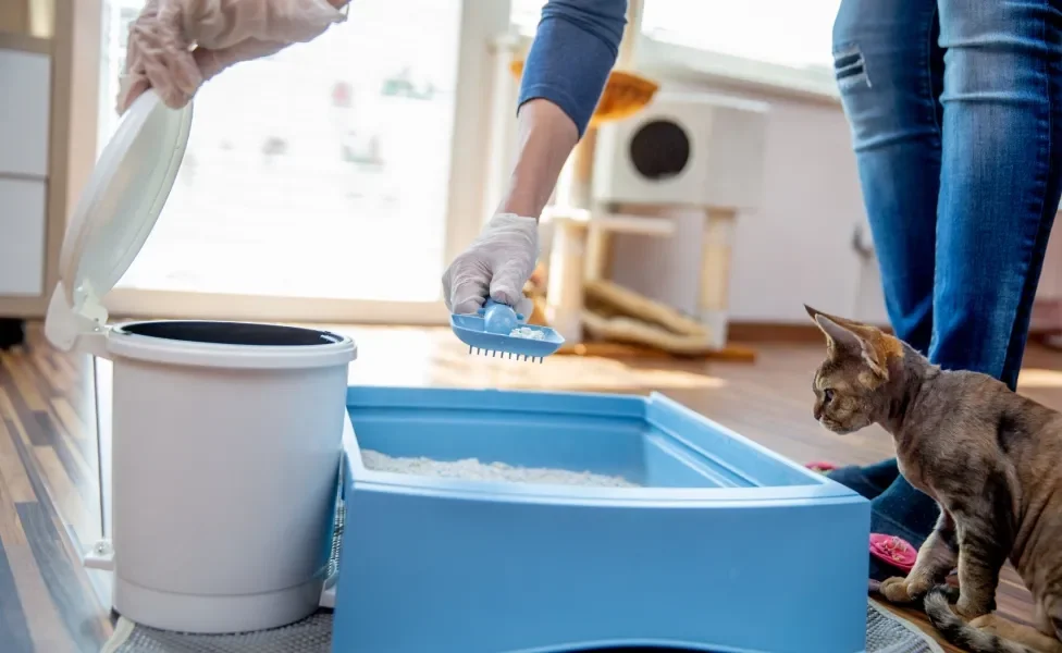 Tutora limpando caixa de areia enquanto gato observa