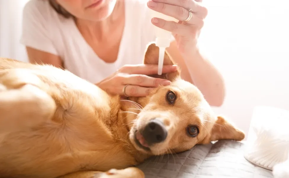 Tutora limpando ouvido de cachorro