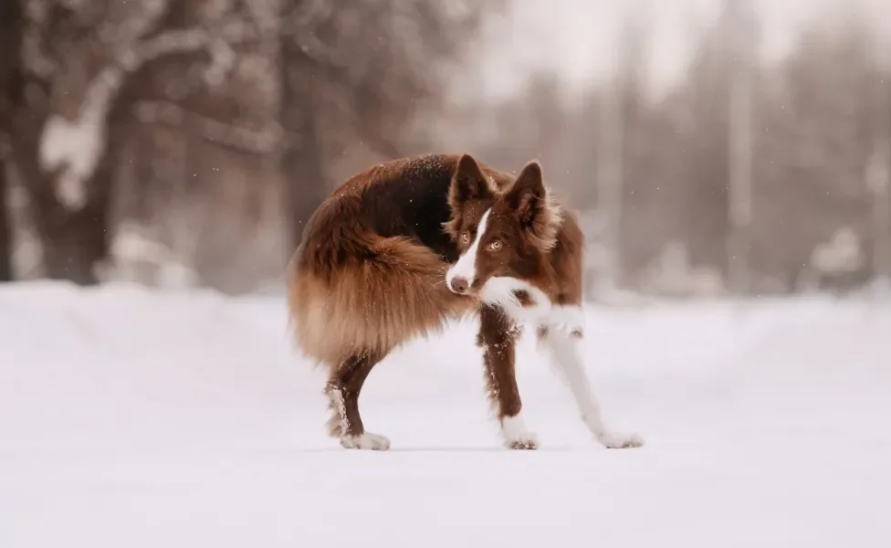 Cachorro mordendo o próprio rabo na neve