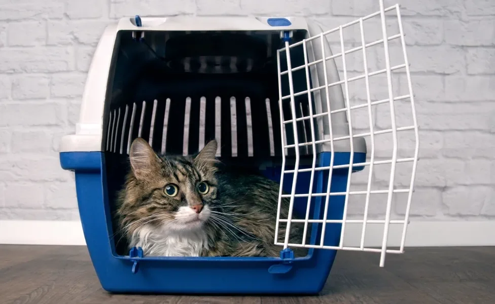 Gato dentro de caixa transportadora branca e azul