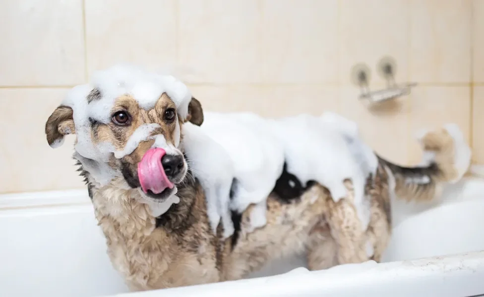 Cachorro vira lata cheio de espuma dentro de uma banheira