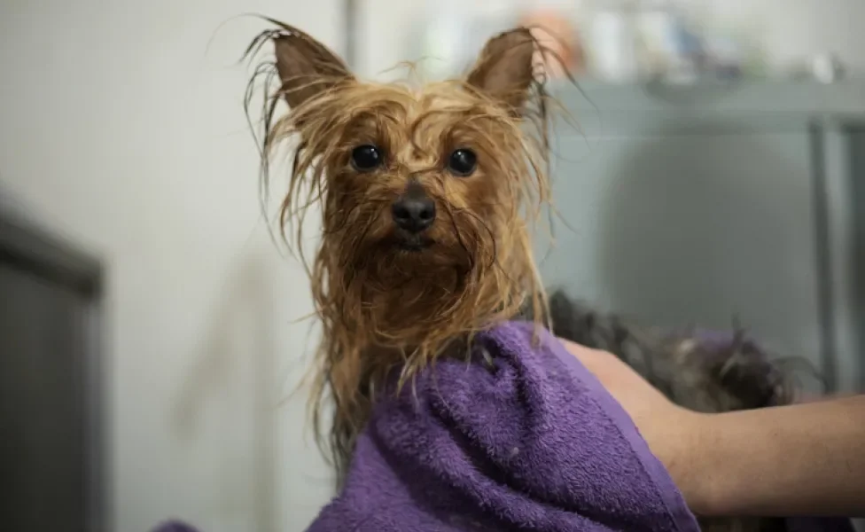 Cachorro Yorkshire molhado depois do banho