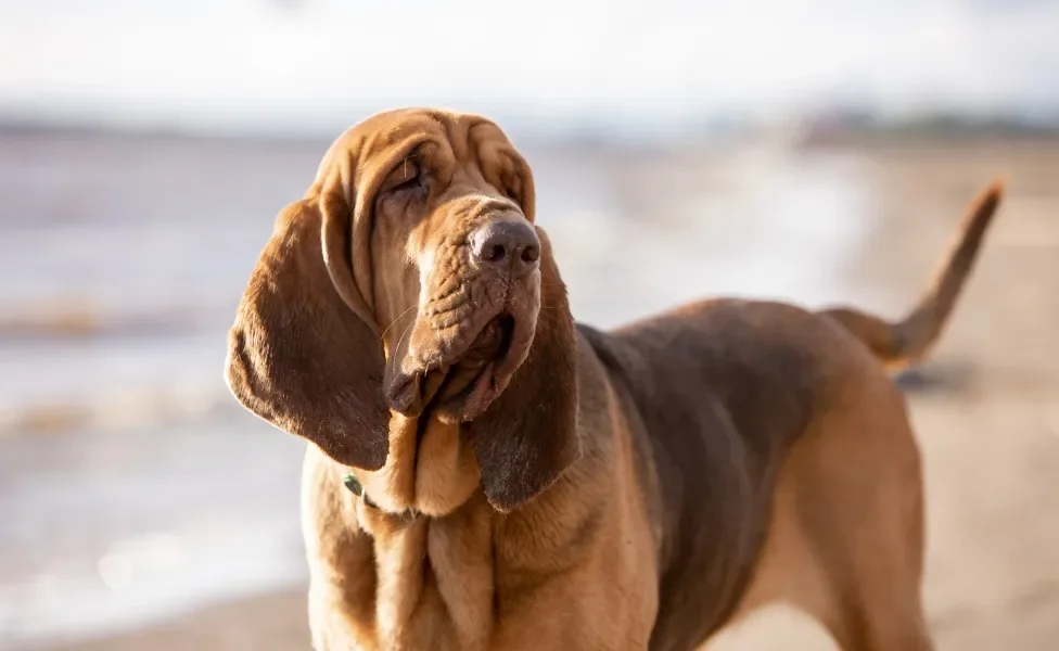 Cachorro da raça Bloodhound