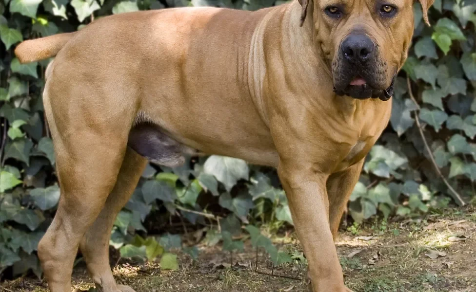 Cachorro Boerboel