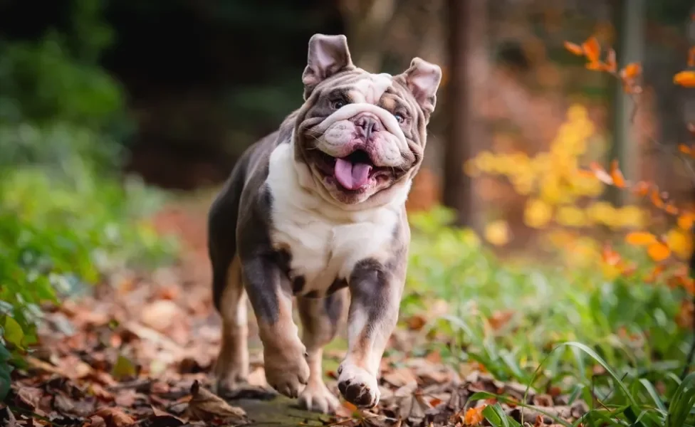 Bulldog Inglês em pé ao ar livre