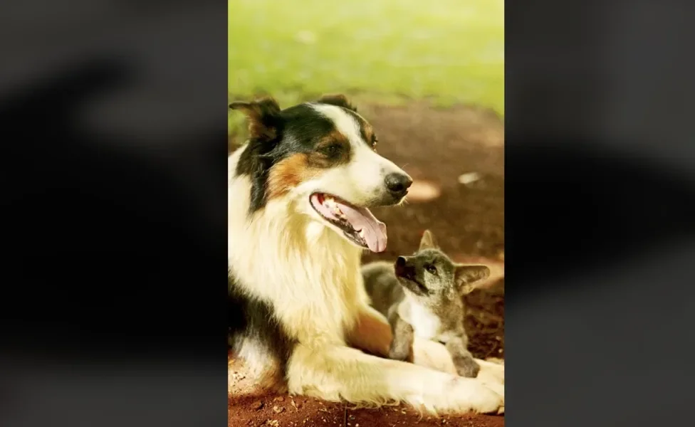Cachorro selvagem ao lado de cachorro doméstico