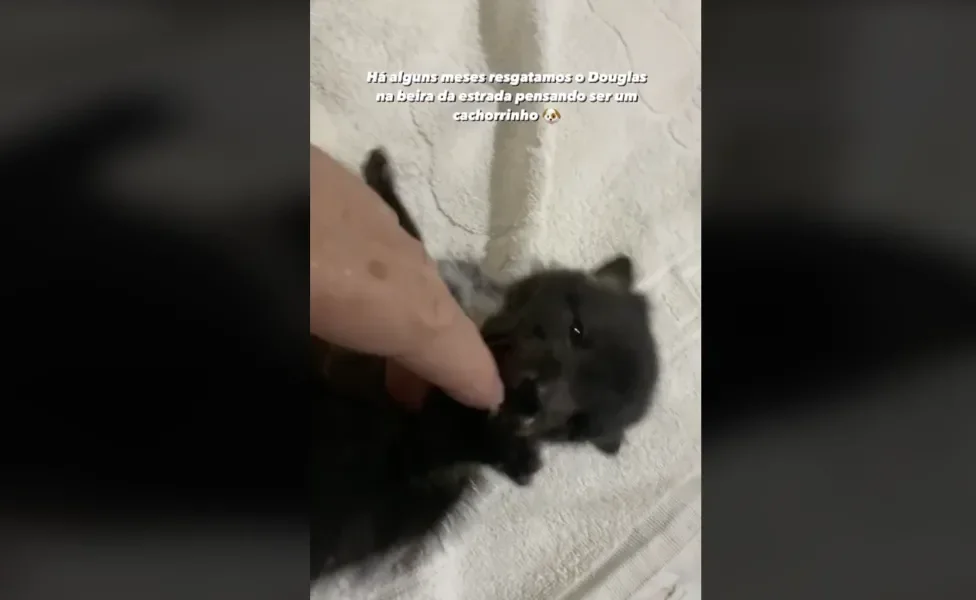 cachorro selvagem filhote deitado 