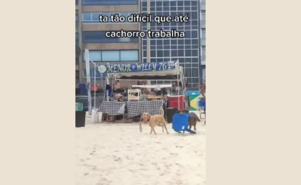 cachorros caramelo e marrom na praia