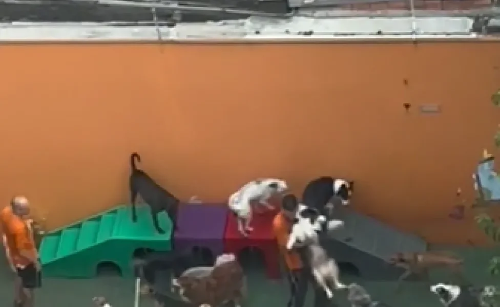 vista de cima de uma creche para cachorro com vários cães e um colaborador segurando um cachorro no colo
