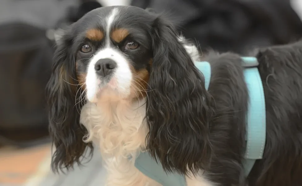 Cachorro da raça Cavalier King Charles Spaniel
