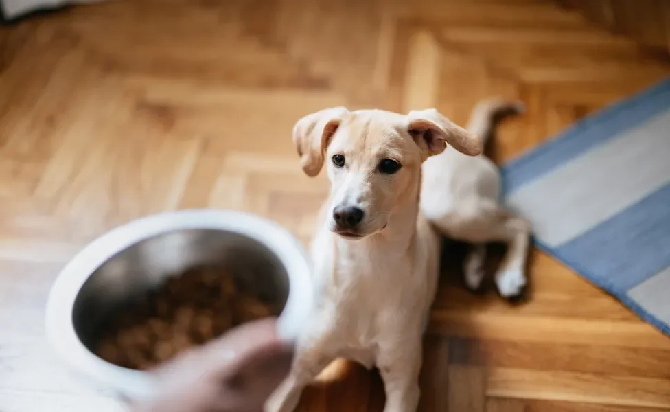 tutor carregando pote com ração para cachorro