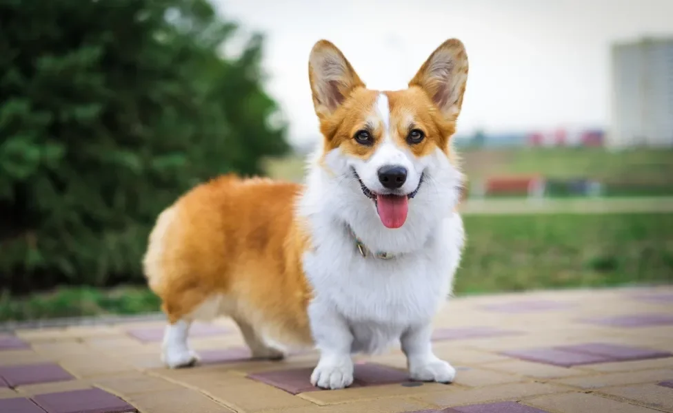 corgi ao ar livre