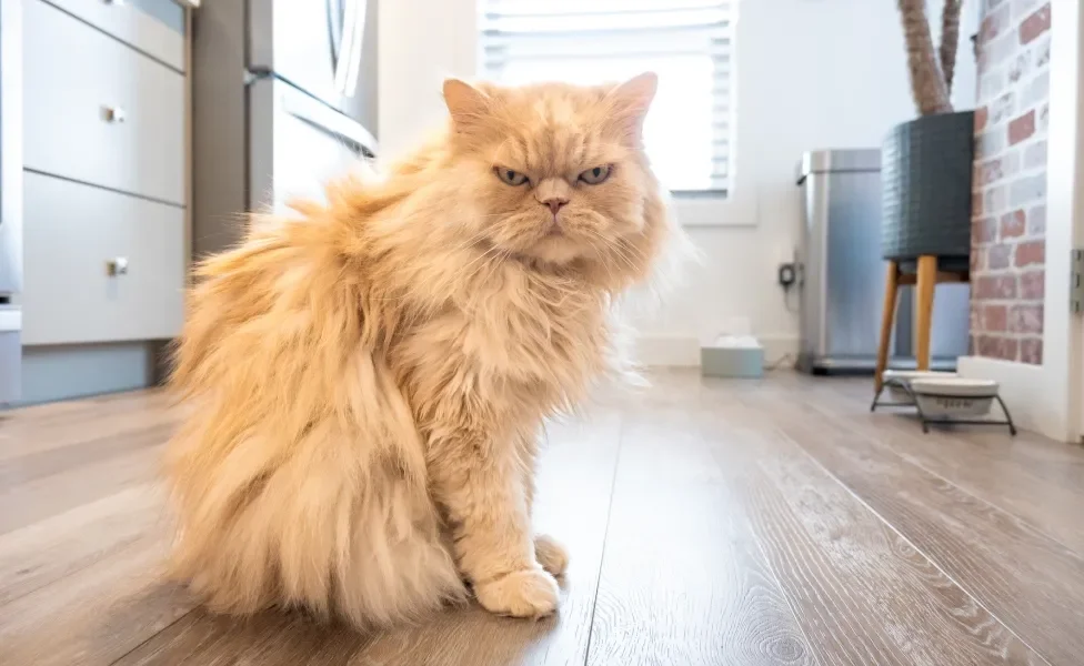 gato Pero sentado dentro de casa