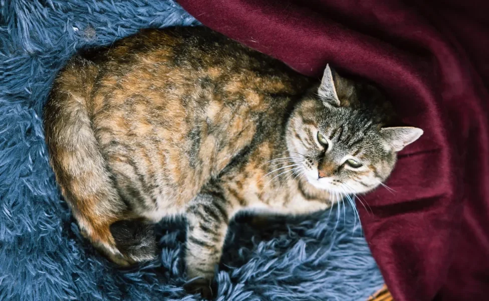 Gato obeso deitado em tapete