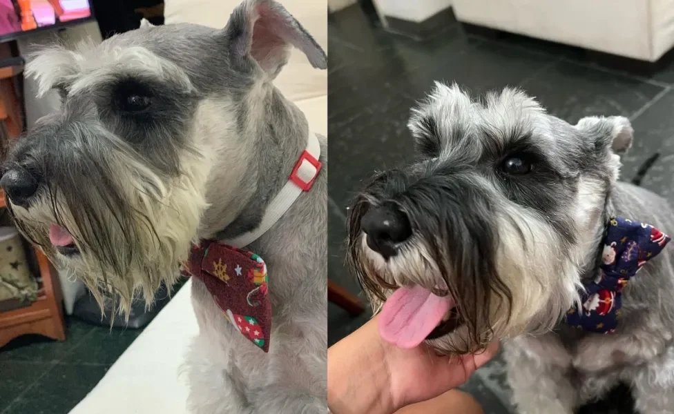 Cão da raça Schnauzer de gravata
