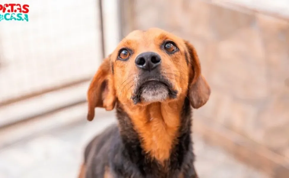 Leopoldina disponível para adoção no Adota Patas