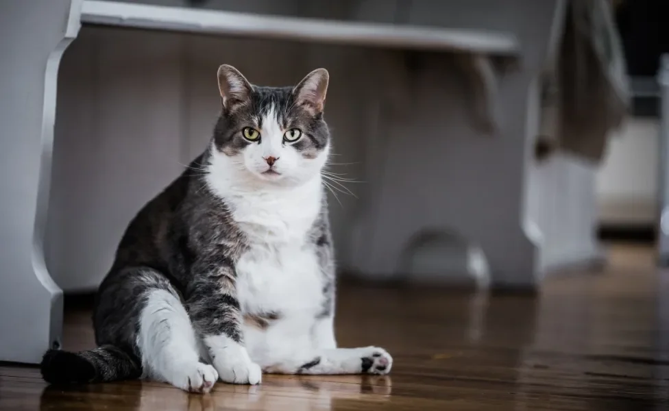 Gato com barriga grande sentado dentro de casa