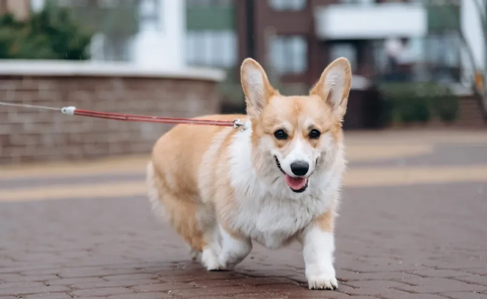 Cachorro da raça Corgi passeando na rua