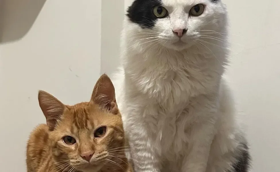 Gatos irmãos juntos um do lado do outro