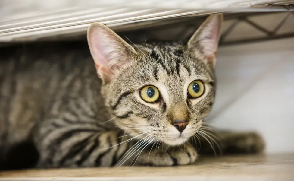 Gato tigrado escondido