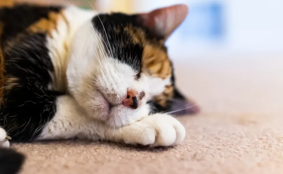 gato com acne felina no nariz deitado com olho fechado