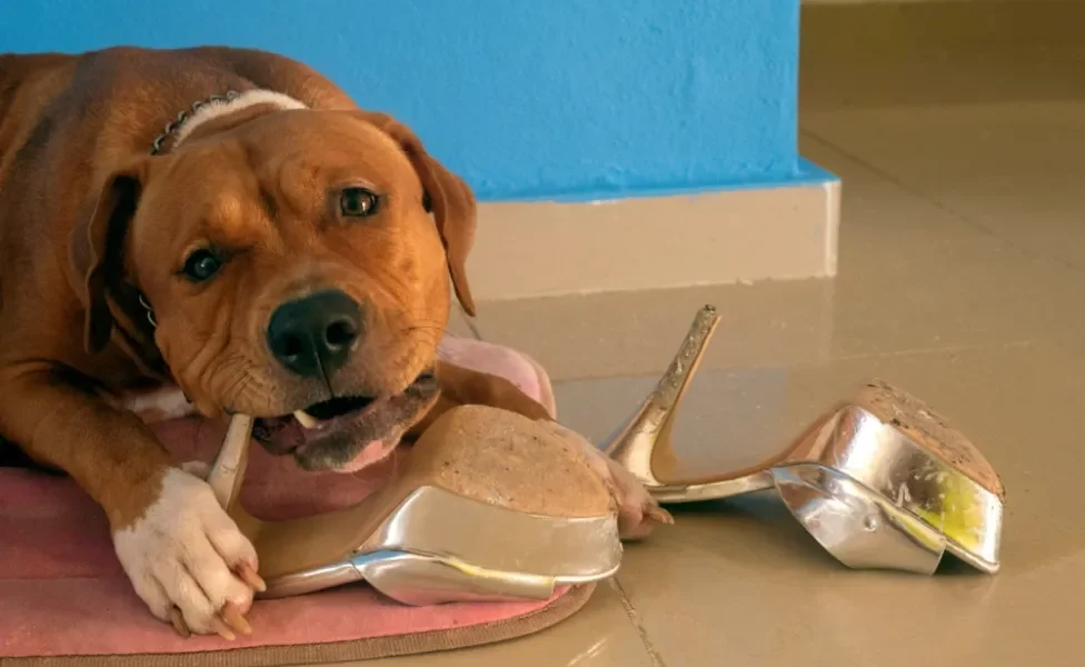 Cachorro mordendo sapato de salto deitado no chão