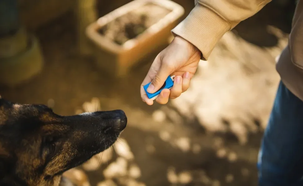 adestramento de cachorro: pessoa usando clicker com cão