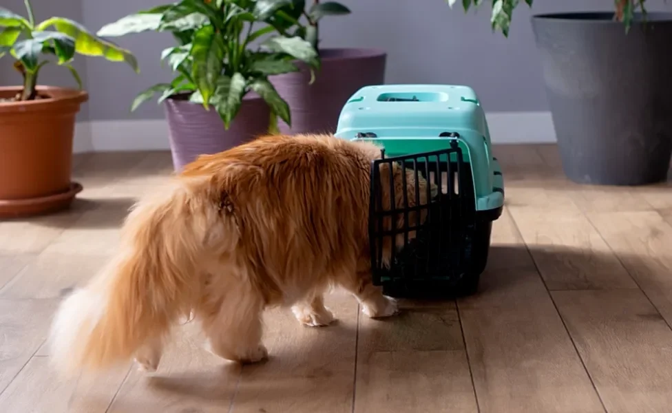 Gato laranja peludo entrando em caixa de transporte