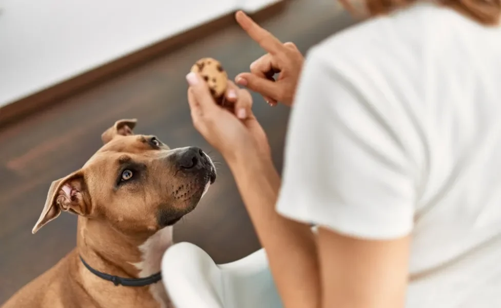 adestrar cachorro: mulher dizendo não para cachorro tentando comer biscoito