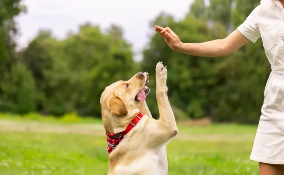 pessoa dando petisco para cachorro durante adestramento de cachorro