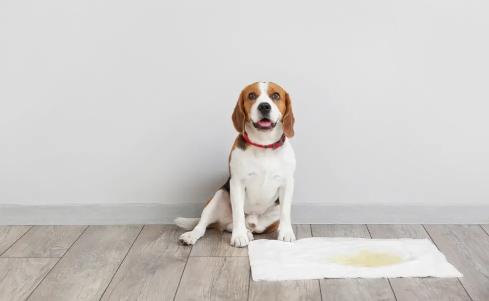 adestrar cachorro filhote: cão ao lado do tapete higiênico para cães