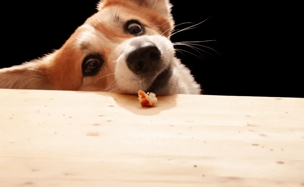 Cão pegando pedaço de comida em bancada