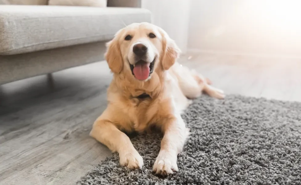 adotar cachorro: cão no chão de casa