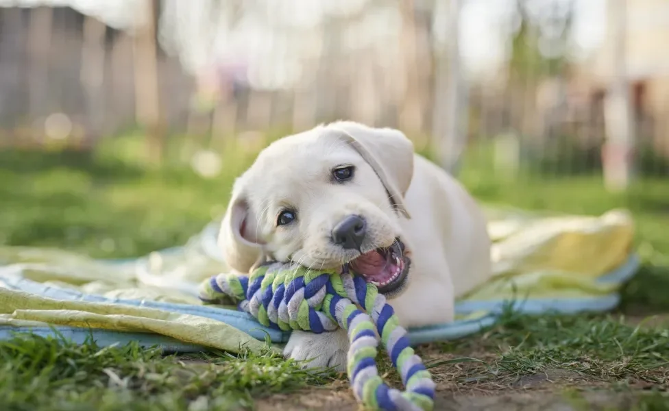 Filhote de cachorro mordendo brinquedo ao ar livre