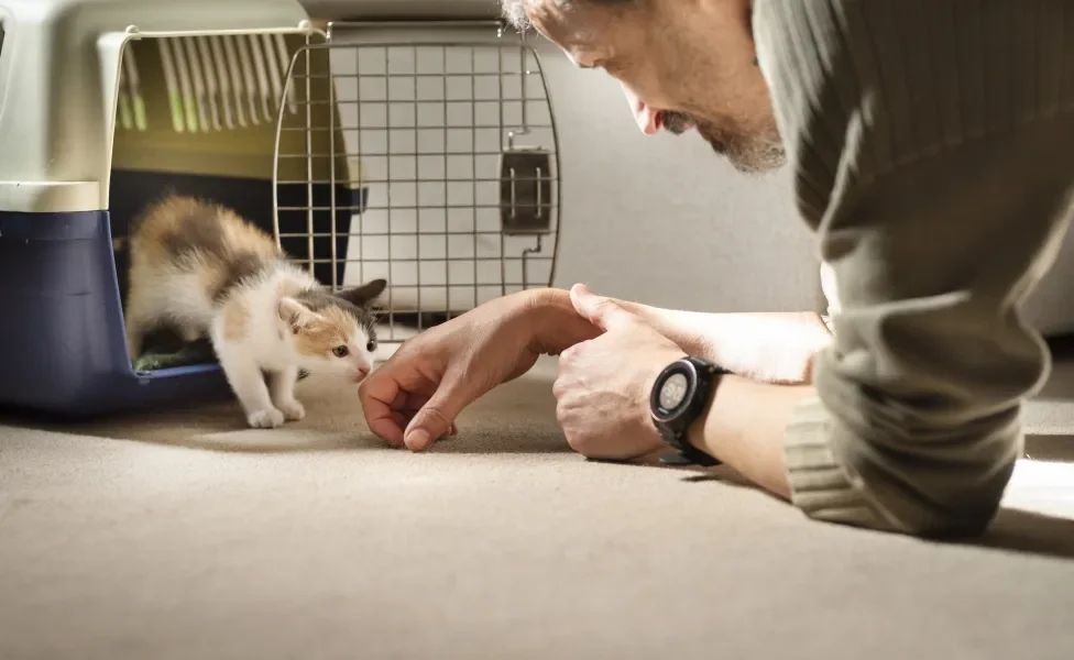 Gatinho filhote saindo de caixinha na direção de homem em registro ensolarado