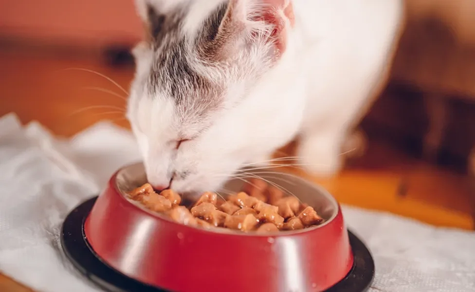 Gato comendo ração úmida