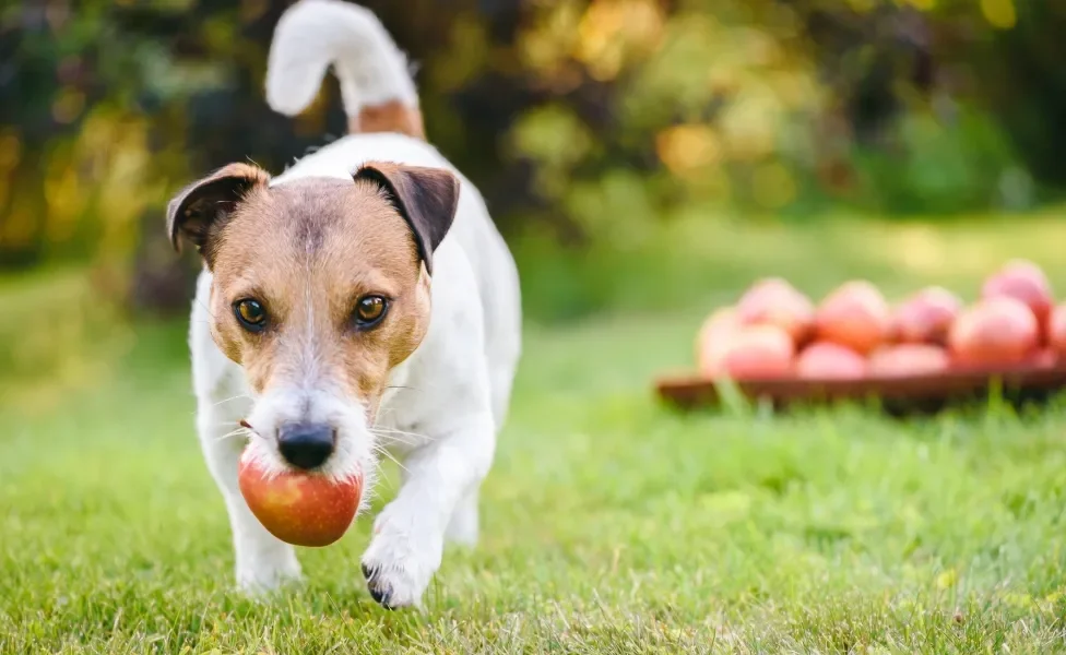 Cachorrinho pequeno carregando maçã na boca em ambiente de natureza
