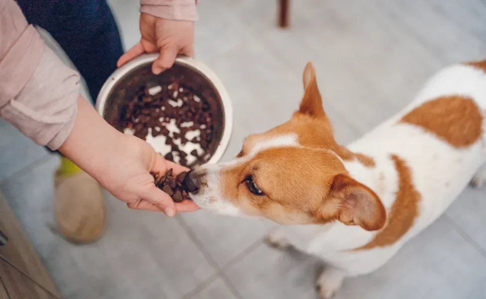 Tutora dando ração na mão para um cachorro
