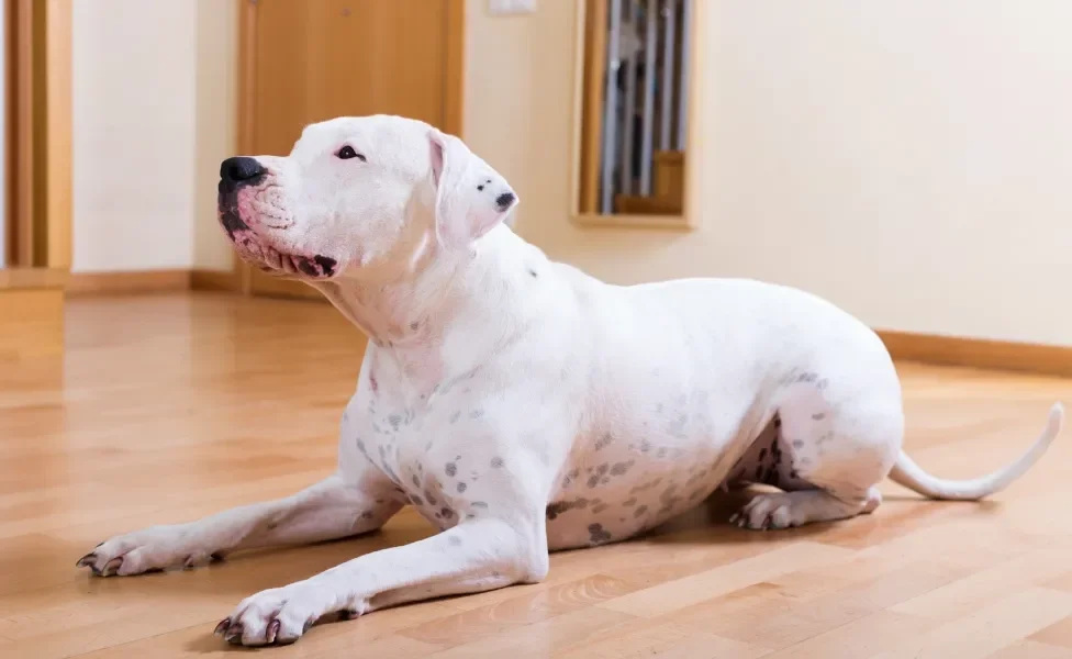 Cachorro Dogo Argentino sentado no chão