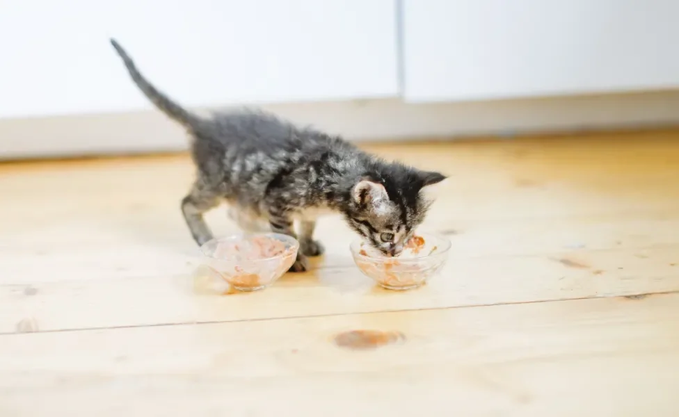 Gatinho filhote comendo em dois potes