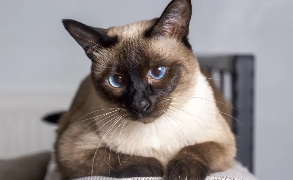 Gato siamês deitado