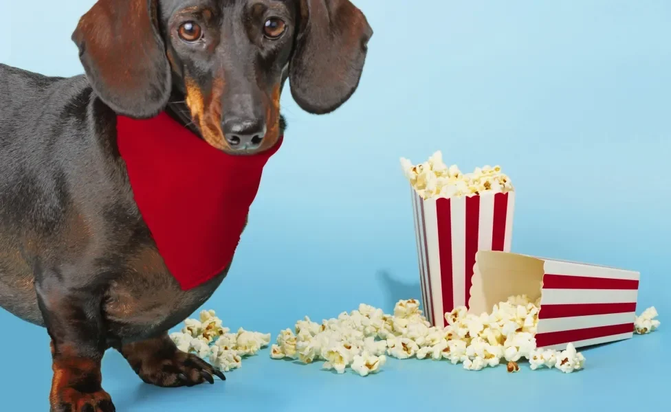 Cachorro Dachshund preto com bandana vermelha e ao lado de pacotes de pipoca derrubados no chão em fundo azul