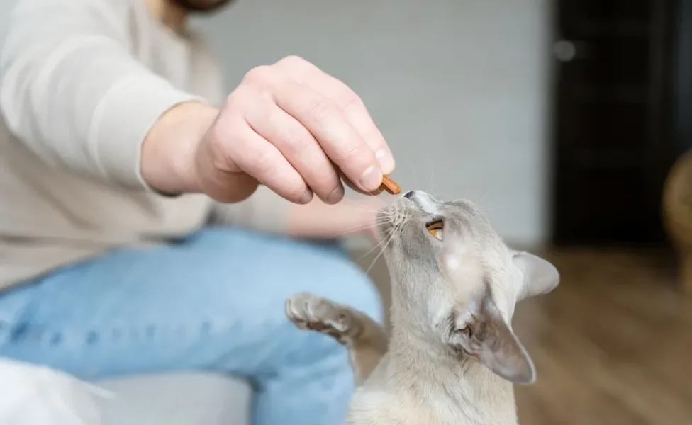 tutor dando petisco para gato