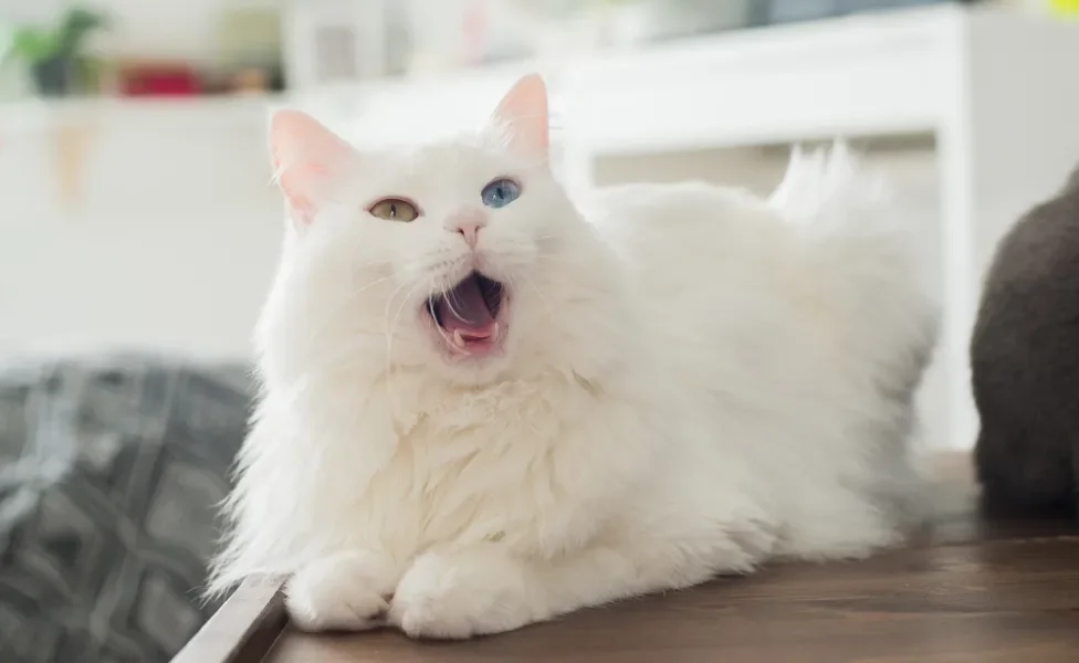 gato angorá feliz