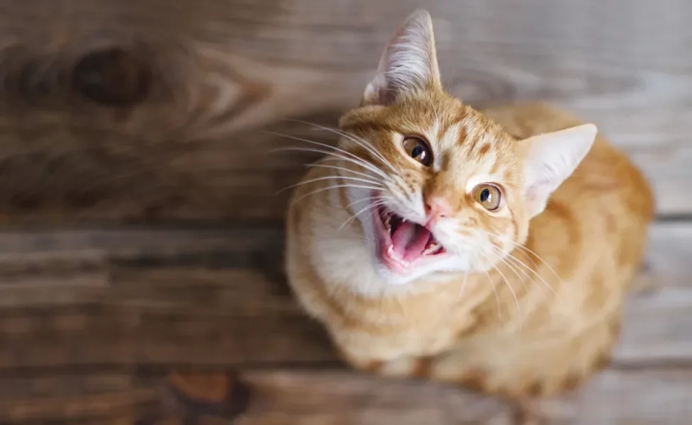 anisocoria em gatos: gato olhando para a câmera com a cabeça levantada