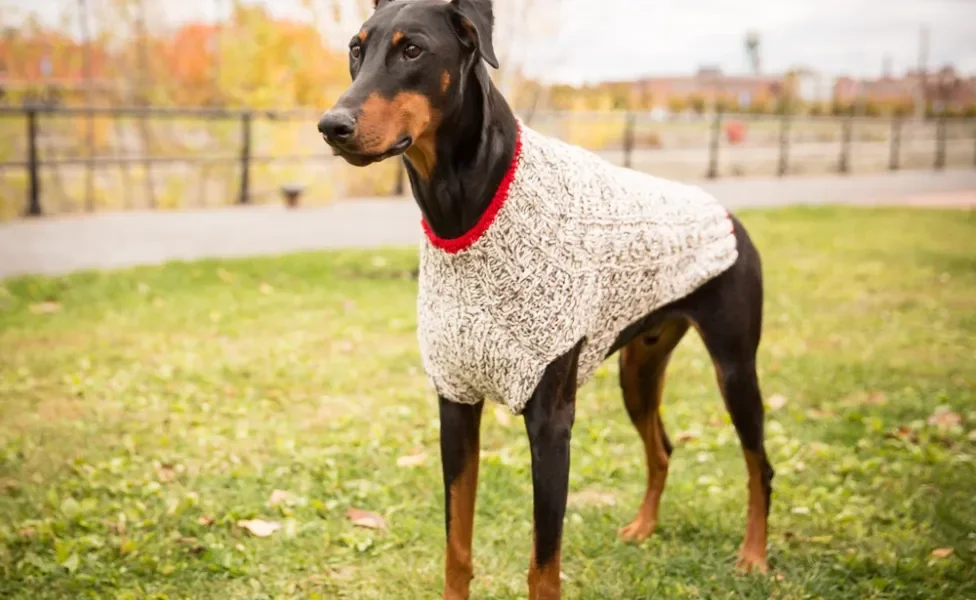 Cachorro Doberman com roupa de frio em ambiente externo